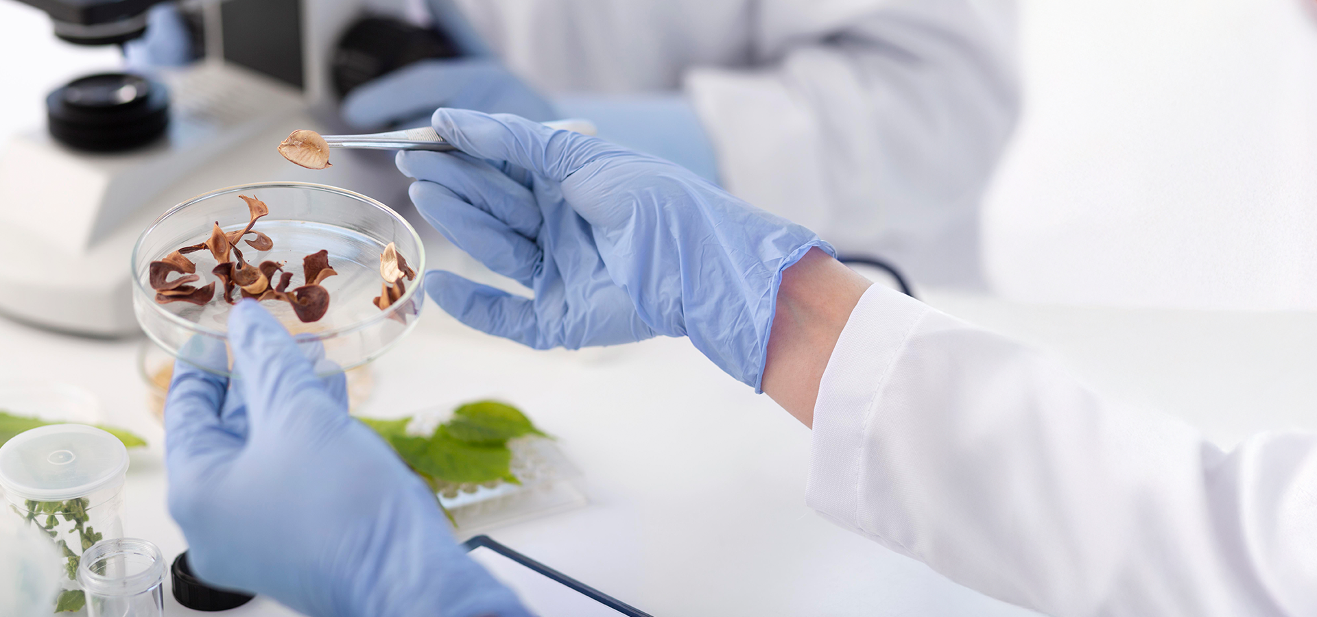 Qualidade de Alimentos: Boas Práticas e Análise Microbiológica