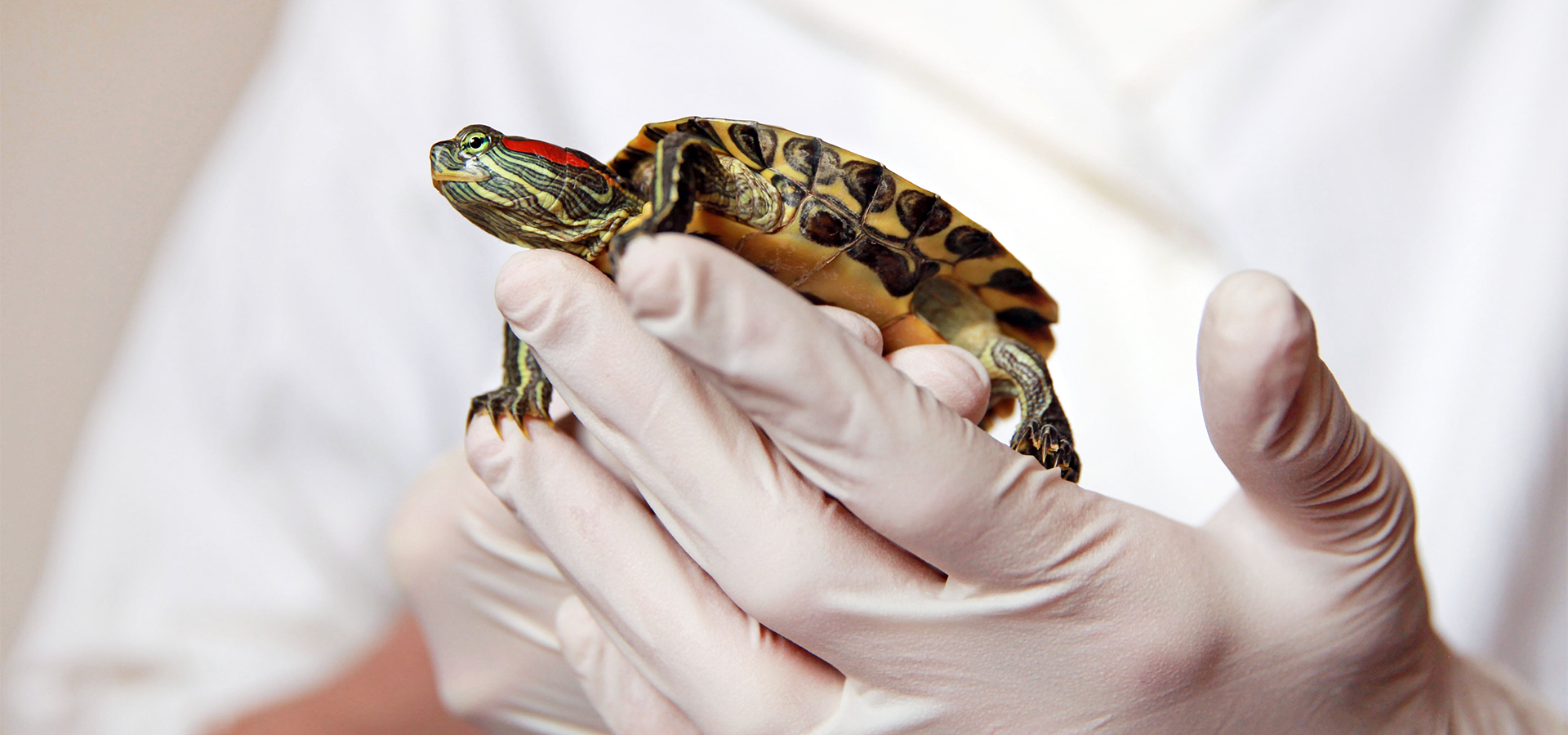 Biologia dos Vertebrados: Anatomia, Evolução e Ecologia