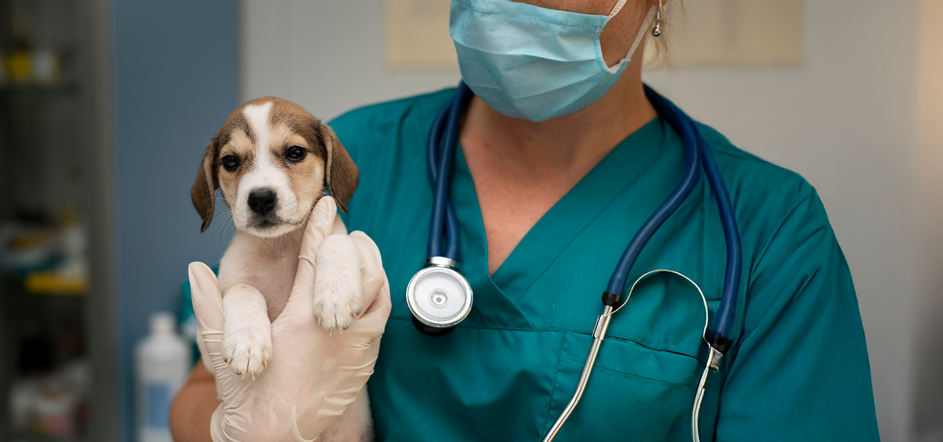 Medicina Veterinária