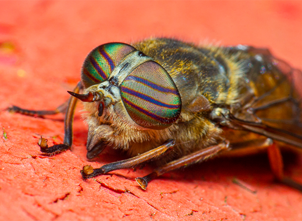 Biologia de Invertebrados: Morfologia, Ecologia e Sistemática