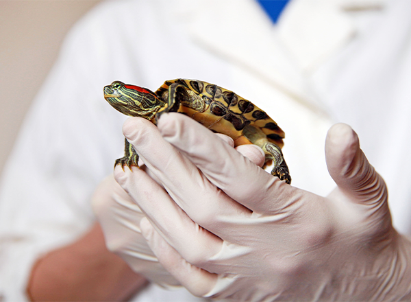 Biologia dos Vertebrados: Anatomia, Evolução e Ecologia
