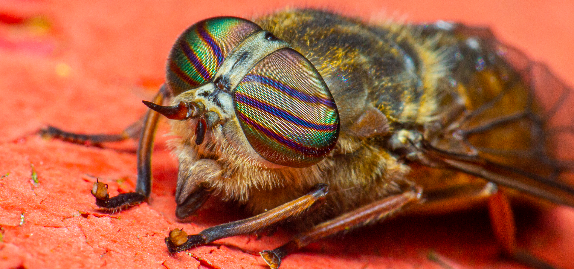 Biologia de Invertebrados: Morfologia, Ecologia e Sistemática