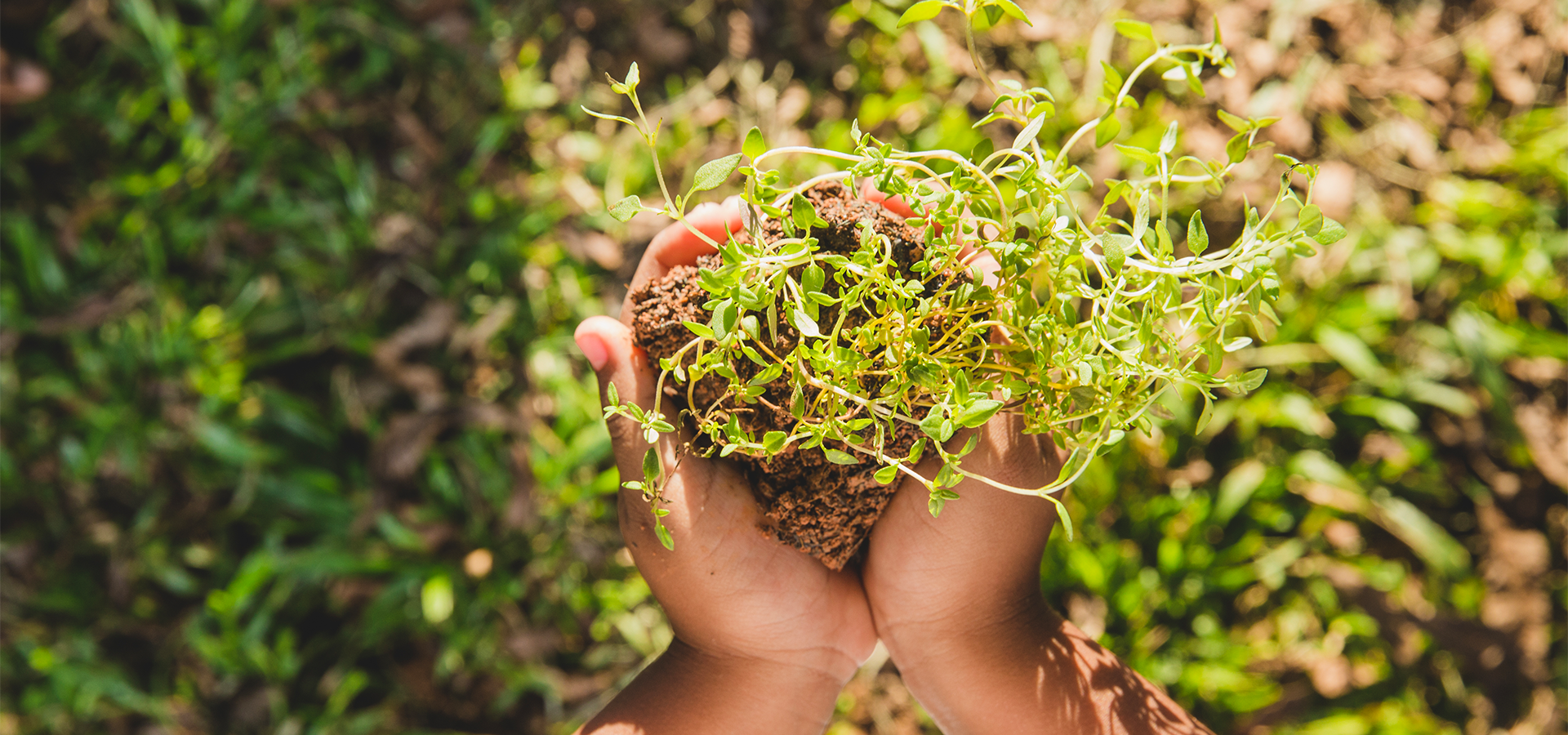 Biodiversidade Vegetal: Fanerógamas e Estratégias Evolutivas